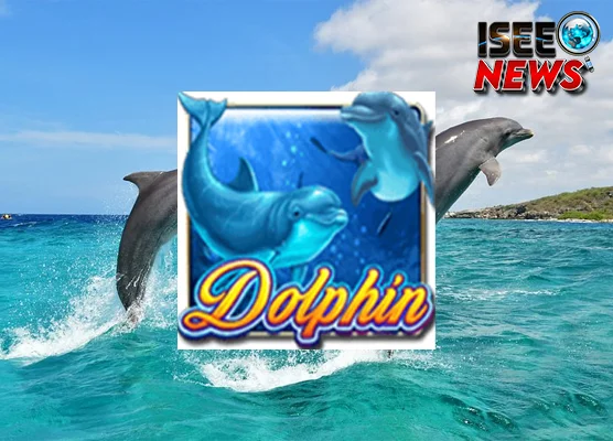 Review Dolphin Op Ketika 3 Gameplay Weird Ulang